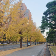 皇居前、和田倉噴水公園付近_2020年11月19日