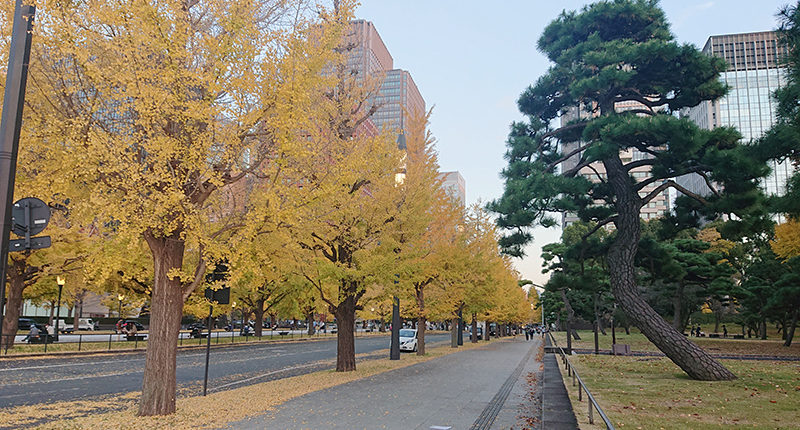 皇居前、和田倉噴水公園付近_2020年11月19日